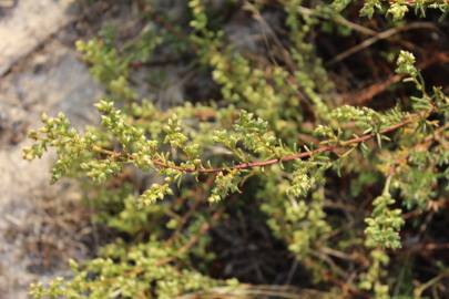 Fotografia da espécie Artemisia campestris subesp. maritima