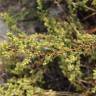 Fotografia 6 da espécie Artemisia campestris subesp. maritima do Jardim Botânico UTAD