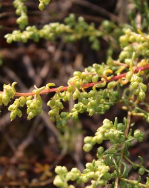 Fotografia 7 da espécie Artemisia campestris subesp. maritima no Jardim Botânico UTAD