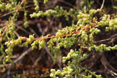 Fotografia da espécie Artemisia campestris subesp. maritima