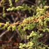 Fotografia 7 da espécie Artemisia campestris subesp. maritima do Jardim Botânico UTAD