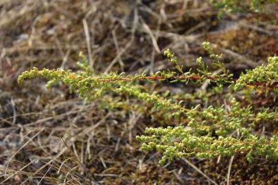 Fotografia da espécie Artemisia campestris subesp. maritima