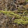 Fotografia 8 da espécie Artemisia campestris subesp. maritima do Jardim Botânico UTAD