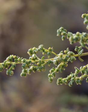 Fotografia 9 da espécie Artemisia campestris subesp. maritima no Jardim Botânico UTAD