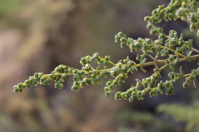 Fotografia da espécie Artemisia campestris subesp. maritima