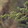Fotografia 9 da espécie Artemisia campestris subesp. maritima do Jardim Botânico UTAD