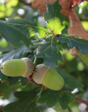 Fotografia 29 da espécie Quercus robur no Jardim Botânico UTAD