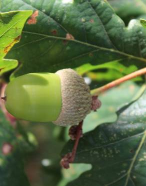 Fotografia 30 da espécie Quercus robur no Jardim Botânico UTAD