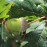 Fotografia 30 da espécie Quercus robur do Jardim Botânico UTAD