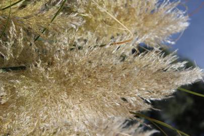 Fotografia da espécie Cortaderia selloana