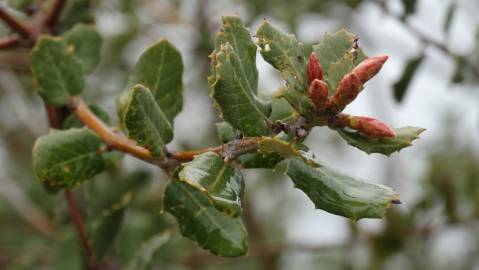 Fotografia da espécie Quercus coccifera