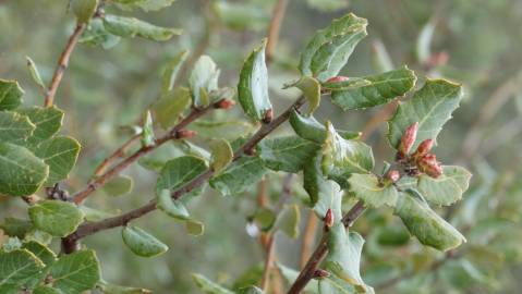 Fotografia da espécie Quercus coccifera