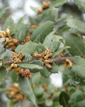 Fotografia 30 da espécie Quercus coccifera no Jardim Botânico UTAD