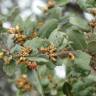 Fotografia 30 da espécie Quercus coccifera do Jardim Botânico UTAD