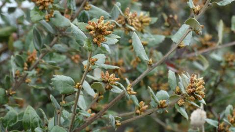 Fotografia da espécie Quercus coccifera