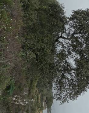 Fotografia 33 da espécie Quercus coccifera no Jardim Botânico UTAD