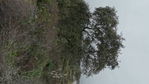 Fotografia da espécie Quercus coccifera