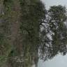 Fotografia 33 da espécie Quercus coccifera do Jardim Botânico UTAD