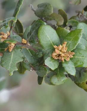 Fotografia 34 da espécie Quercus coccifera no Jardim Botânico UTAD