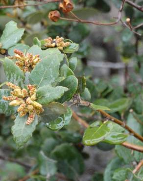 Fotografia 35 da espécie Quercus coccifera no Jardim Botânico UTAD