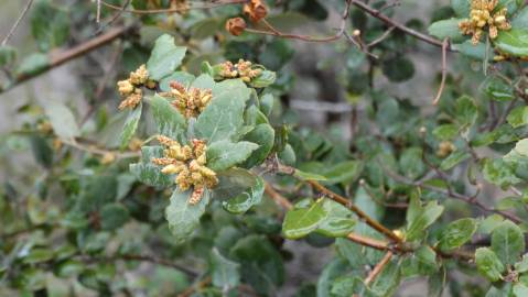 Fotografia da espécie Quercus coccifera