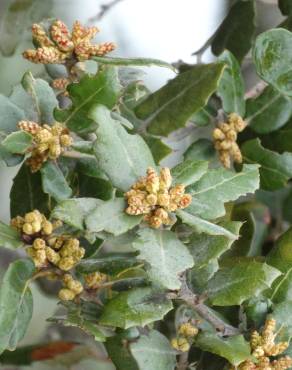 Fotografia 36 da espécie Quercus coccifera no Jardim Botânico UTAD