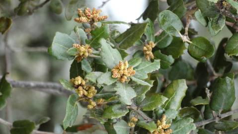 Fotografia da espécie Quercus coccifera