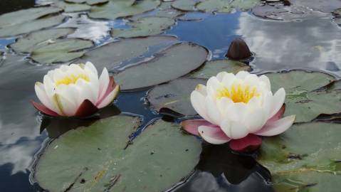 Fotografia da espécie Nymphaea alba