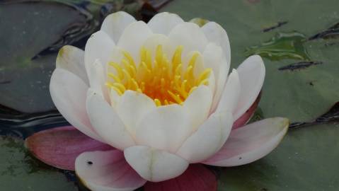 Fotografia da espécie Nymphaea alba