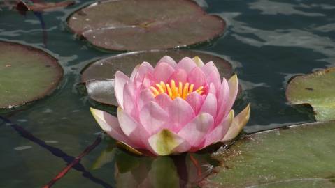 Fotografia da espécie Nymphaea alba