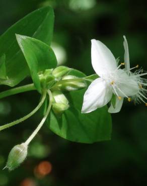 Fotografia 14 da espécie Tradescantia fluminensis no Jardim Botânico UTAD