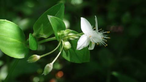 Fotografia da espécie Tradescantia fluminensis