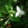 Fotografia 14 da espécie Tradescantia fluminensis do Jardim Botânico UTAD