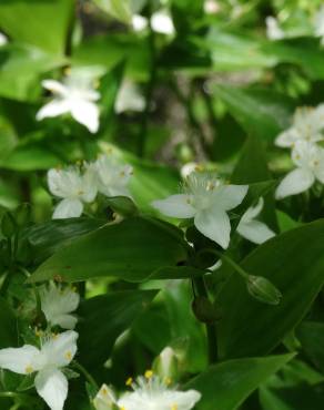 Fotografia 16 da espécie Tradescantia fluminensis no Jardim Botânico UTAD