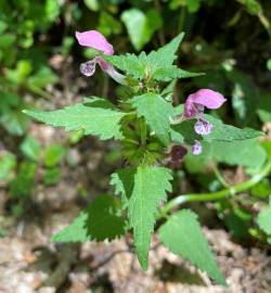 Fotografia da espécie Lamium maculatum