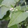 Fotografia 10 da espécie Fallopia convolvulus do Jardim Botânico UTAD