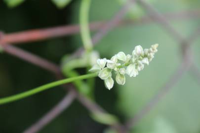 Fotografia da espécie Fallopia convolvulus