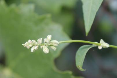 Fotografia da espécie Fallopia convolvulus