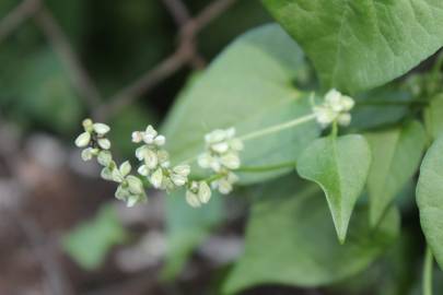 Fotografia da espécie Fallopia convolvulus