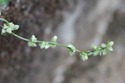 Fotografia da espécie Fallopia convolvulus