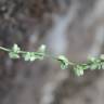 Fotografia 16 da espécie Fallopia convolvulus do Jardim Botânico UTAD