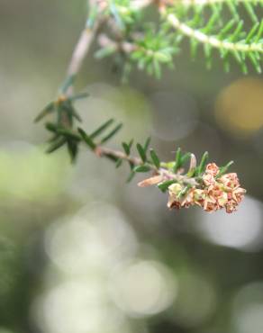 Fotografia 8 da espécie Erica scoparia subesp. scoparia no Jardim Botânico UTAD