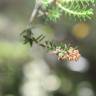 Fotografia 8 da espécie Erica scoparia subesp. scoparia do Jardim Botânico UTAD