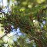 Fotografia 10 da espécie Erica scoparia subesp. scoparia do Jardim Botânico UTAD