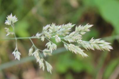 Fotografia da espécie Holcus lanatus