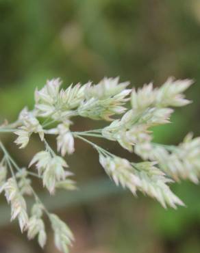 Fotografia 15 da espécie Holcus lanatus no Jardim Botânico UTAD