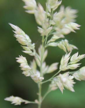 Fotografia 17 da espécie Holcus lanatus no Jardim Botânico UTAD