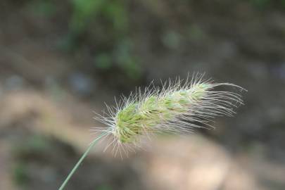 Fotografia da espécie Cynosurus echinatus