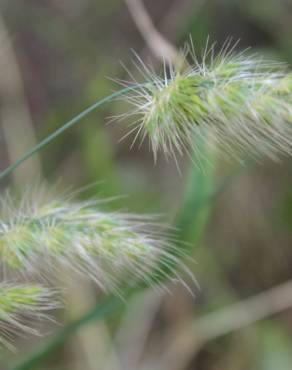 Fotografia 14 da espécie Cynosurus echinatus no Jardim Botânico UTAD