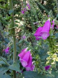 Fotografia da espécie Digitalis purpurea subesp. purpurea